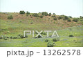Spring Meadow Horse Ride 13262578