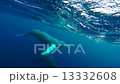 ザトウクジラの親子（小笠原諸島　父島） 13332608
