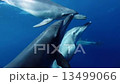 イルカ One-two-three（小笠原諸島　父島） 13499066