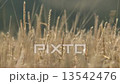 Grains growing in a field on a farm 13542476