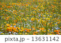  Flower garden 13631142