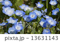 blue flower	 13631143