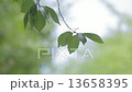 夏の葉 13658395