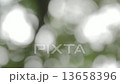 葉のボケ素材 13658396