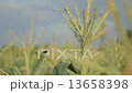 とうもろこし畑 13658398