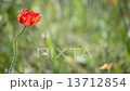 Poppy in a meadow, single flower with a blurred background 13712854