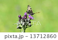 Red admiral on thistle, butterfly of Germany 13712860