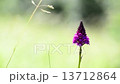 Pyramid orchid, wild flower of Germany 13712864