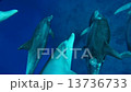 回り終えたら群れの中へ（小笠原諸島　父島） 13736733