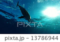 撮影者のフィンが一瞬入ってます（小笠原諸島　父島） 13786944