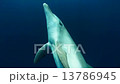 次のイルカに振られたら、さっきのイルカが一瞬もどる（小笠原諸島　父島） 13786945