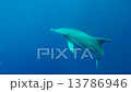 撮影者のフィンが一瞬入ってます（小笠原諸島　父島） 13786946