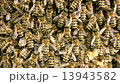Bees in the beehive 13943582