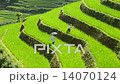 Workers Planting Rice in Scenic Rice Terraces - Northern Mountains Sapa Vietnam 14070124