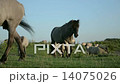 Feral Konik Horses 14075026