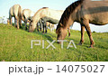 Feral Konik Horses 14075027
