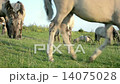 Feral Konik Horses 14075028