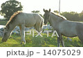 Feral Konik Horses 14075029