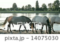 Feral Konik Horses 14075030