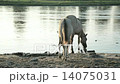 Feral Konik Horses 14075031