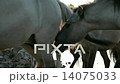 Feral Konik Horses 14075033