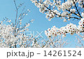 風に揺れる桜 14261524