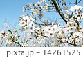 風に揺れる桜 14261525