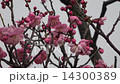 Plum blossom  Plum blossom  14300389