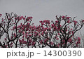 Plum blossom  Plum blossom  14300390