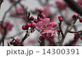 Plum blossom  Plum blossom  14300391