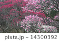 Plum blossom  Plum blossom  14300392