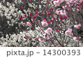 Plum blossom  Plum blossom  14300393
