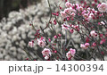 Plum blossom  Plum blossom  14300394