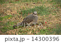 Bulbul Bulbul 14300396