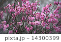 Meiro and plum Meiro and plum 14300399