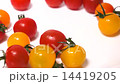  Mini Tomato 14419205