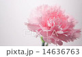 One carnation 14636763
