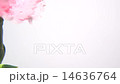 One carnation 14636764