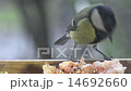 Bird titmouse eating food exhibition in the manger 14692660