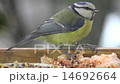 Bird titmouse eating food exhibition in the manger 14692664
