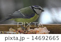 Bird titmouse eating food exhibition in the manger 14692665