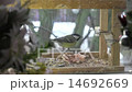 Bird titmouse eating food exhibition in the manger 14692669