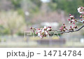 桜　蕾 14714784