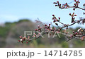 桜　蕾 14714785