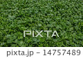 Tropical Groundcover Plants In Motion 1 14757489