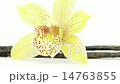 single flower with vanilla closeup 14763855