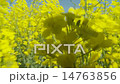 walking through rapefield high 14763856