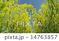 walking through rapefield low 14763857