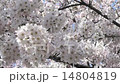 cherry blossom, cherry tree, full bloom 14804819