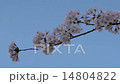 cherry blossom, cherry tree, full bloom 14804822